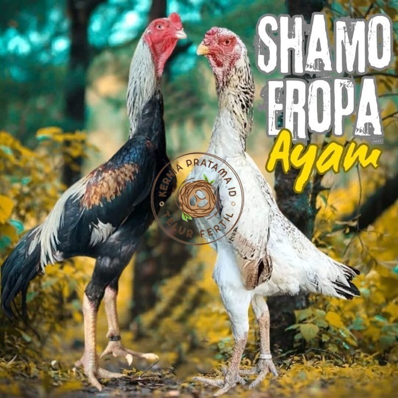 

telur ayam shamo eropa ori petarung bisa untuk di tetaskan KURNIA PRATAMA ID