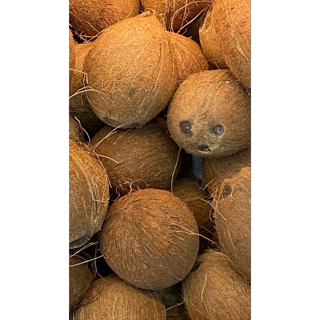 

sgn25- kelapa tua kupas kulit luar per 1 butir