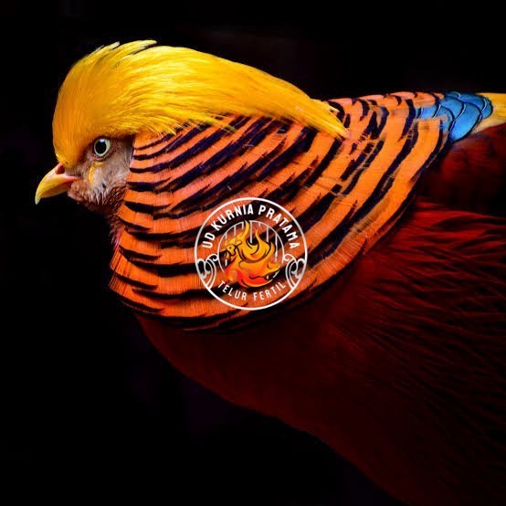 

Telur ayam ringneck golden pheasant telur ayam hias fertil siap kirim UD KURNIA PRATAMA