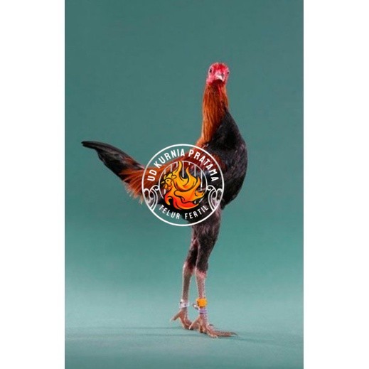 

TELUR AYAM HIAS MGB MODERN GAME BANTAM UNTUK DI TETASKAN UD KURNIA PRATAMA