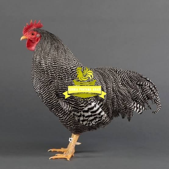 

Telur ayam barred plymouth rock / telur ayam hias fertil siap tetas KURNIA PRATAMA ABADI
