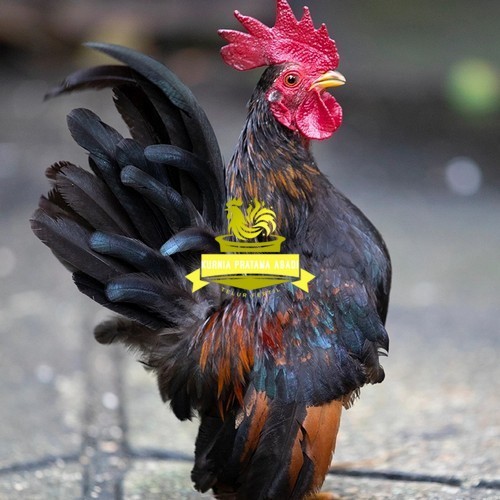 

Telur ayam serama kate lokal telur ayam hias telur fertil siap cod KURNIA PRATAMA ABADI