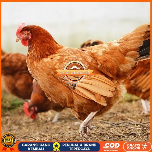 

Telur ayam elba / telur ayam hias / telur ayam fertil siap kirim CV GLAMOUR ID
