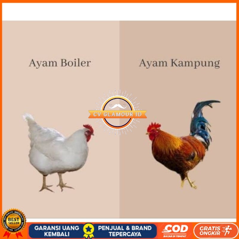 

TELUR TETAS AYAM JABRO SUPER UNTUK DI TETASKAN CV GLAMOUR ID