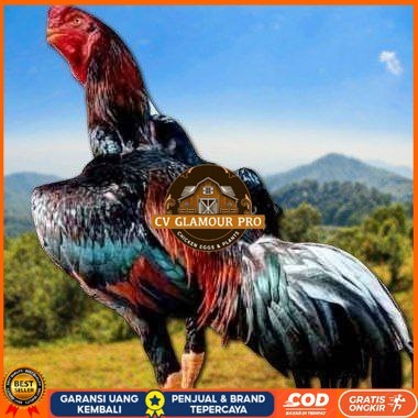 

telur ayam shamo fertil super garansi CV GLAMOUR PRO