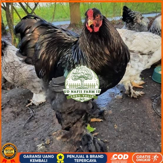 

Telur ayam brahma jumbo / telur ayam hias / telur fertil siap cod UD NAFII FARM ID