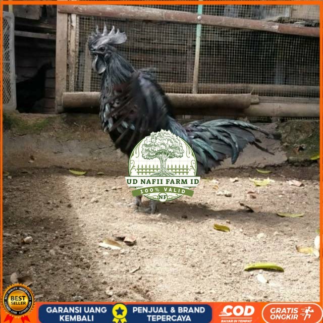 

TELUR AYAM HIAS CEMANI LIDAH HITAM FRESS UD NAFII FARM ID