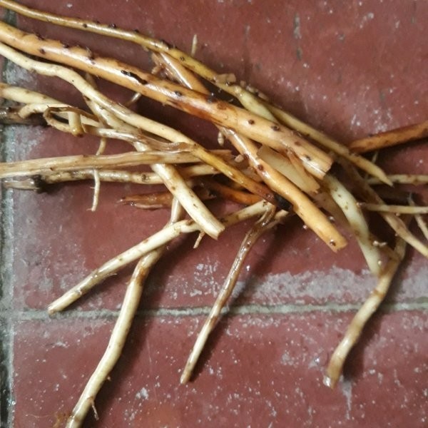 

AZ Promo Jual Akar Pinang Segar 1 Kg - gratis kunyit segar 200 gram SA