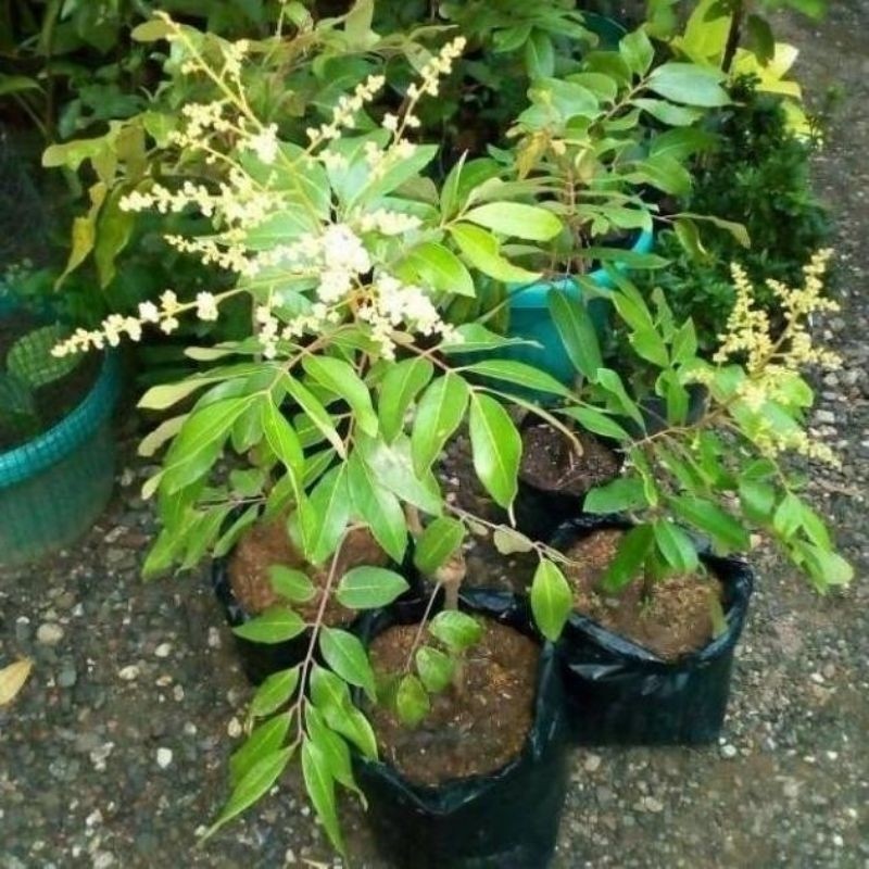 Bibit Kelengkeng New Kristal Berbunga