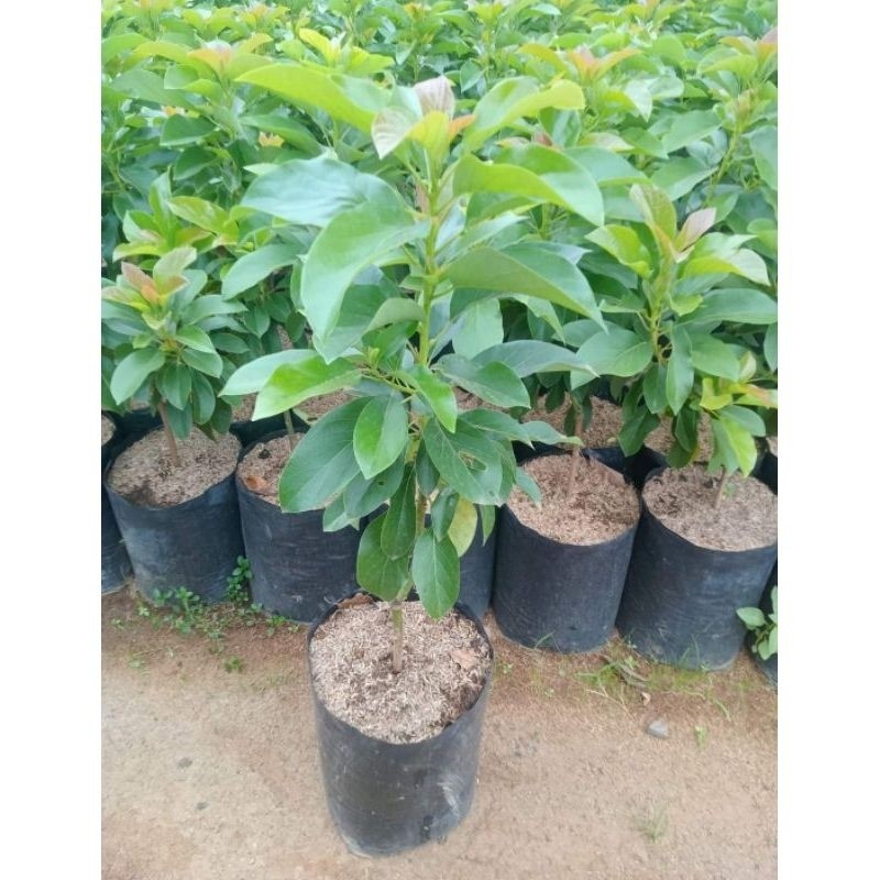 bibit alpukat siger 1/sibatu batang besar okulasi ( tinggi 1 meter)