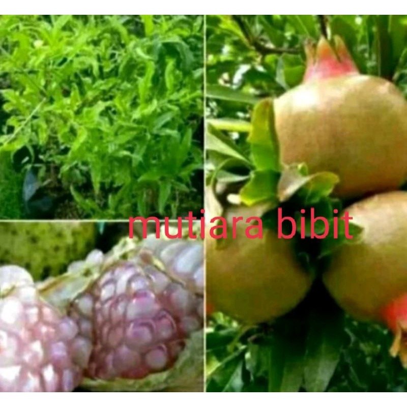Asli Bibit Pohon Delima Putih Tanaman Buah Delima Putih Buah Hijau