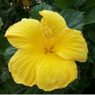 tanaman hias kembang sepatu |kembang sepatu bungga kuning