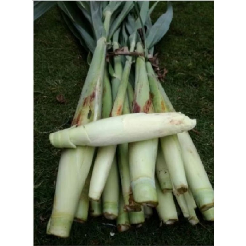 

new.. terbaik terubuk super/Endog tebu/bunga telur tebu segar 500 gram