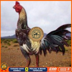

telur ayam pama ninja original petarung bisa untuk di tetaskan berkualitas unggul PRADITA BIBIT TANAMAN