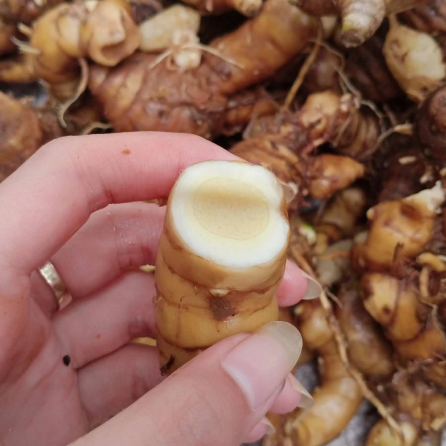 

kunyit putih temu putih segar 1kg - Temu putih murah