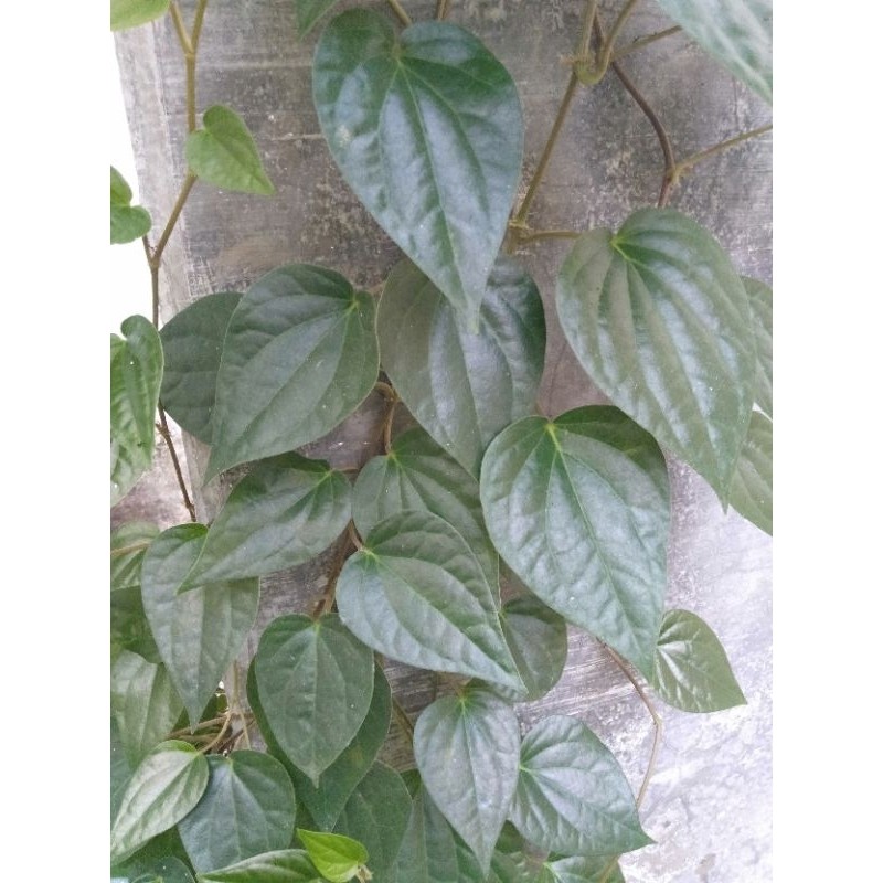 

Daun sirih hijau segar (temu rose)/Beli 10 lembar gratis 1 lembar terlaris