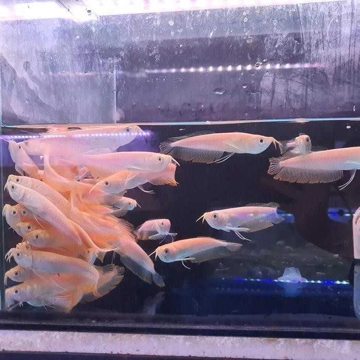arwana silver albino
