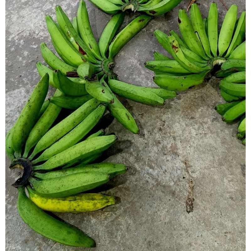 

Pisang janeng/ Pisang Tanduk
