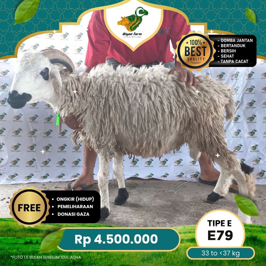 

Domba Qurban, Tipe E - E79 ( 33 sd 37 Kg )