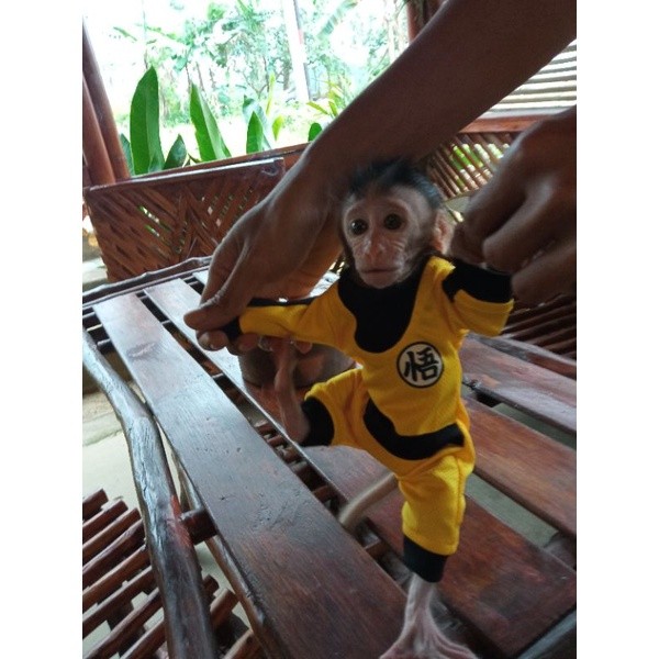 BAJU MONPAI & BERUK. baby & dewasa