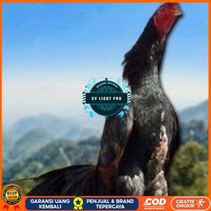 

telur ayam shamo tarung vertil original resmi CV LIGHT PRO