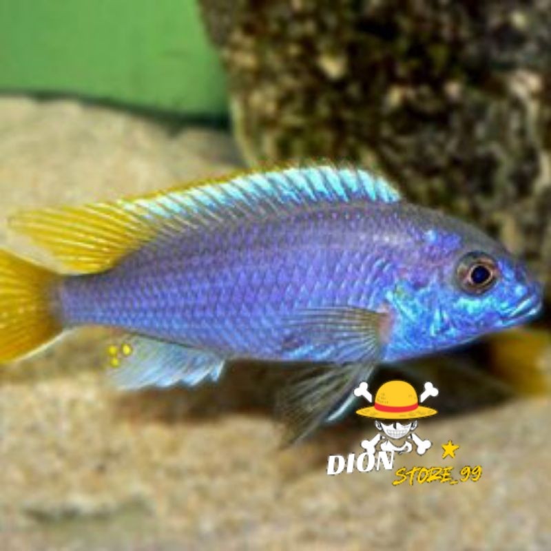 acei yellow tail cichlid 7-9 cm