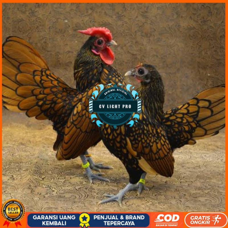 

TELUR FERTIL AYAM BATIK KANADA UNTUK DI TETASKAN CV LIGHT PRO