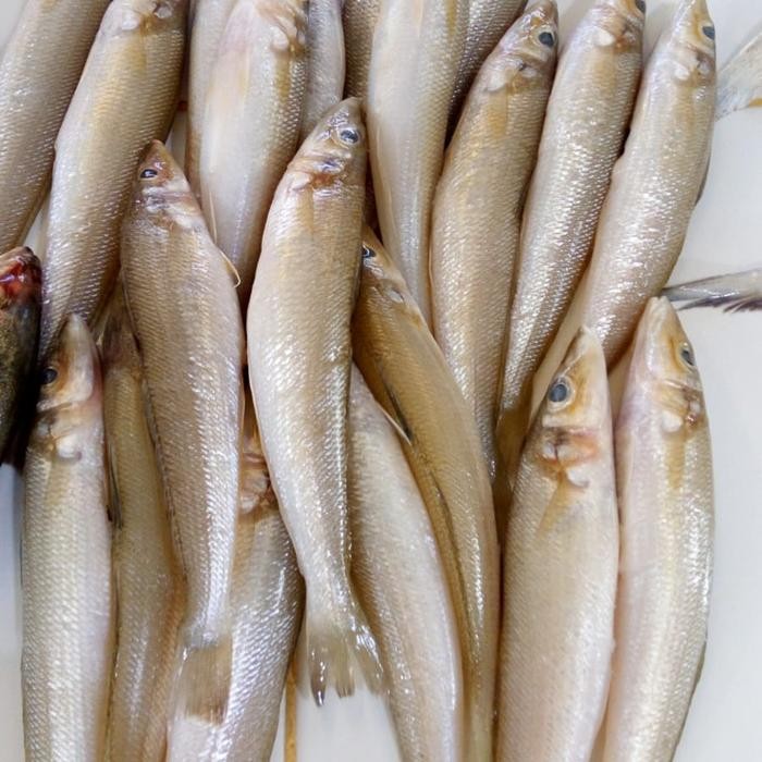 Ikan Kaca Piring 1 kg