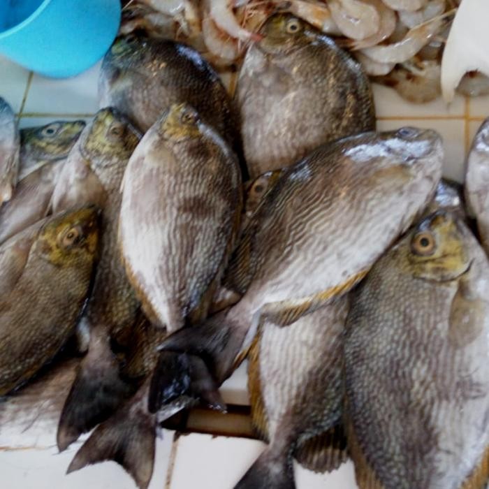 

Ikan Baronang Batik 500gr