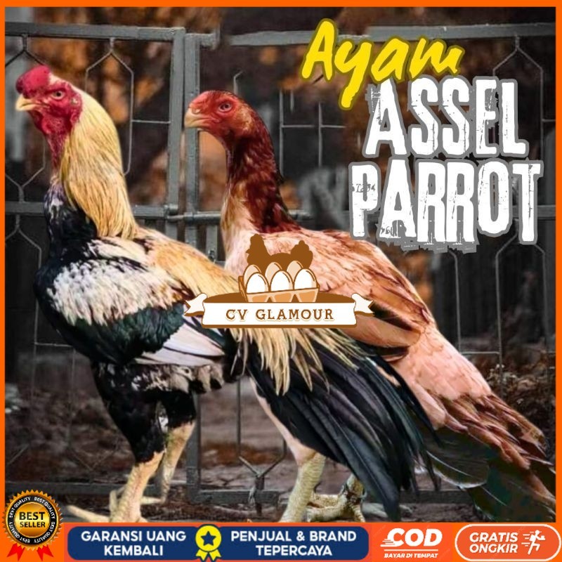 

telur ayam assel Parrot ori bisa untuk di tetaskan CV GLAMOUR