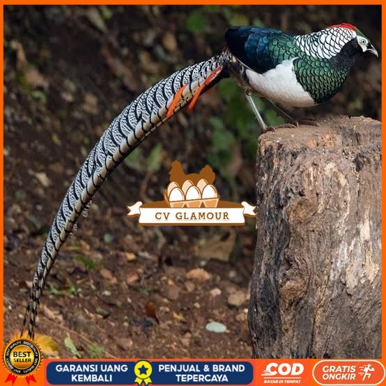 

Telur ayam hias ringneck lady amherst pheasant fertil siap ditetaskan CV GLAMOUR