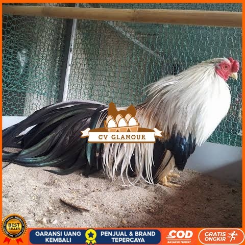 

Telur ayam hias ga tre than chau fertil bisa ditetaskan Langsung CV GLAMOUR