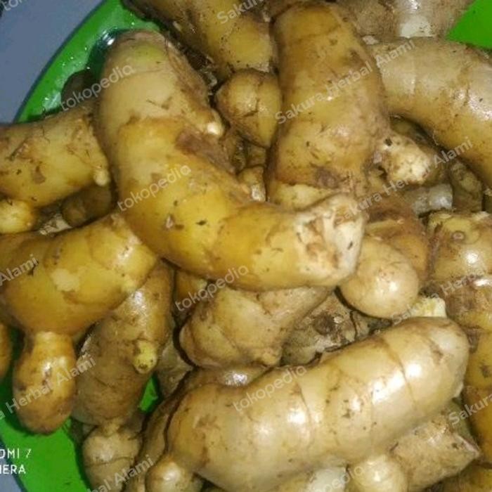 kunyit putih segar 1kg kunyit putih organik