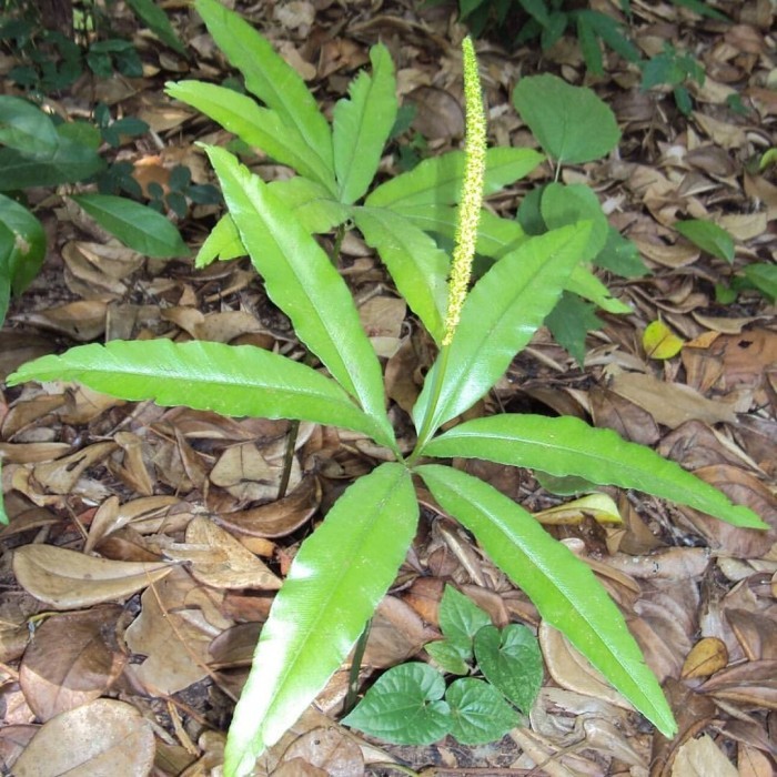 

Sahabattani Akar Tanaman Herbal Tunjuk Langit per btg Tunjak Langit Tunjung langit