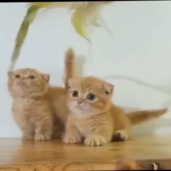 Kucing Munchkin Gaelic Stright