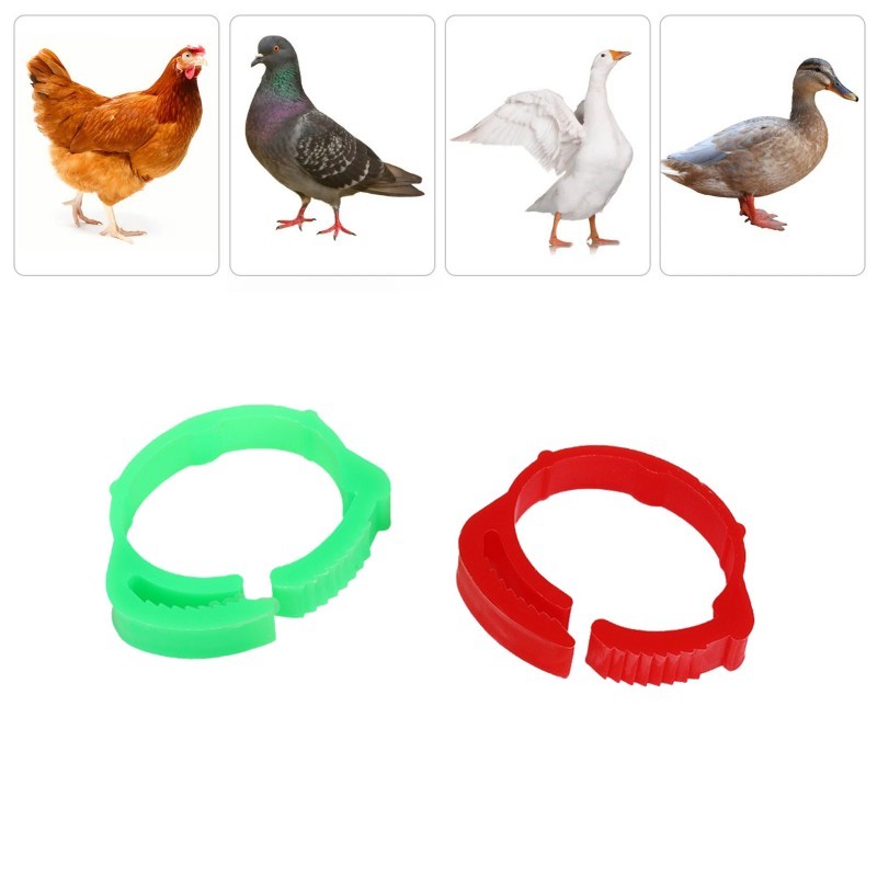 RF - Isi 50 Gelang Kaki Anak Ayam Gelang Untuk Ayam Gelang Kaki Ayam Bangkok Ring Ayam Bangkok