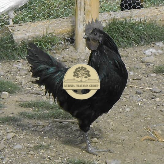 

Telur ayam hias cemani lidah hitam siap ditetaskan - ayam cemani KURNIA PRATAMA GROUP