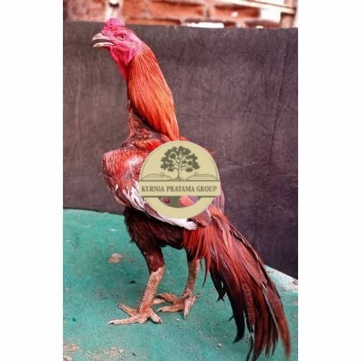 

Telur ayam bangkok super petarung aduan fertil asli KURNIA PRATAMA GROUP