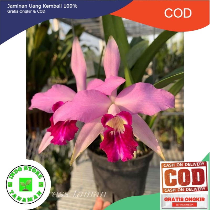 Anggrek dendrobium dewasa bunga pink dalmation tanaman anggrek dendrobium
