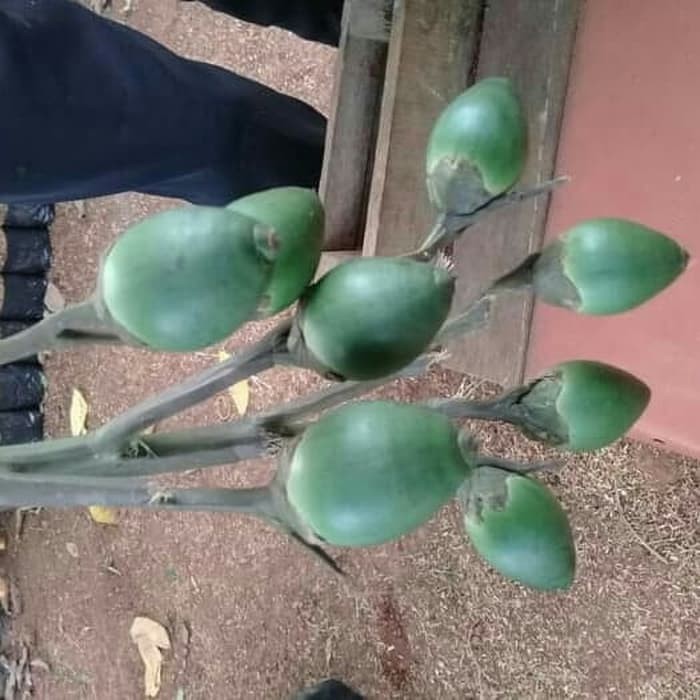 

Ready stok buah pinang ceming READYSTOCK buah pinang muda 1kg