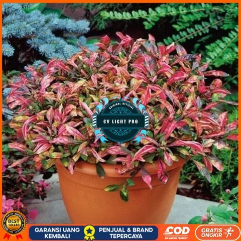 Tanaman Hias Indoor Krokot Merah Bibit Tanaman Super Unggul CV LIGHT PRO