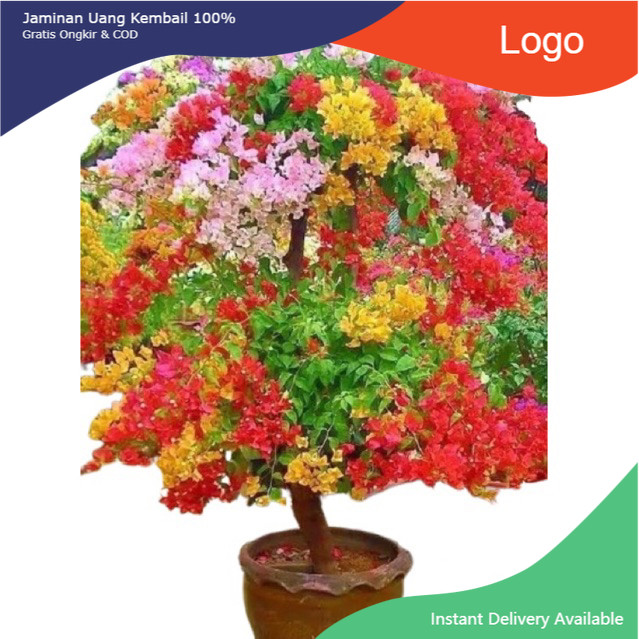 # tanaman bunga bougenville 5 warna  tanaman hias bougenville Bunga kertas Bugenville
