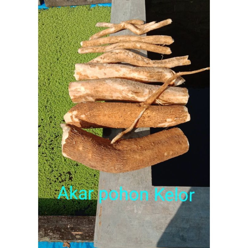 Sahabatalam Akar Pohon Kelor 0,5kg