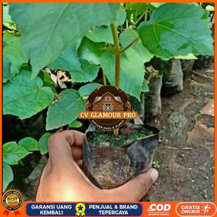 BIBIT POHON BALSA/ BIBIT BALSA 30CM SIAP TANAM/ BIBIT POHON KAYU BALSA Bibit Tanaman Super Unggul CV