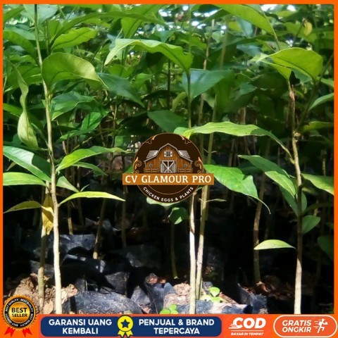 BIBIT TANAMAN KAYU GAHARU/ POHON GAHARU KALIMANTAN Bibit Tanaman Super Unggul CV GLAMOUR PRO