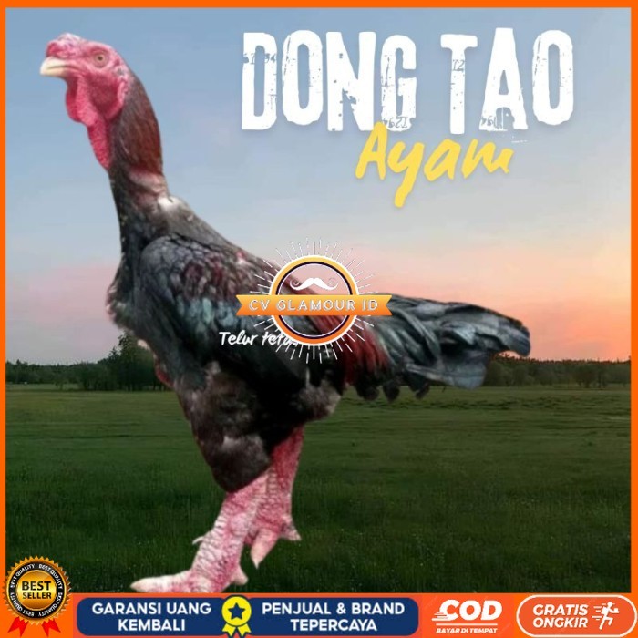 

telur ayam dong tao Vietnam ori bisa untuk di tetaskan original berkualitas CV GLAMOUR ID