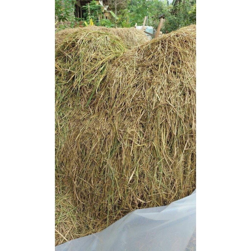 

Ready stok New Promo Jerami Padi Kering untuk alas sarang dekorasi 500 gram