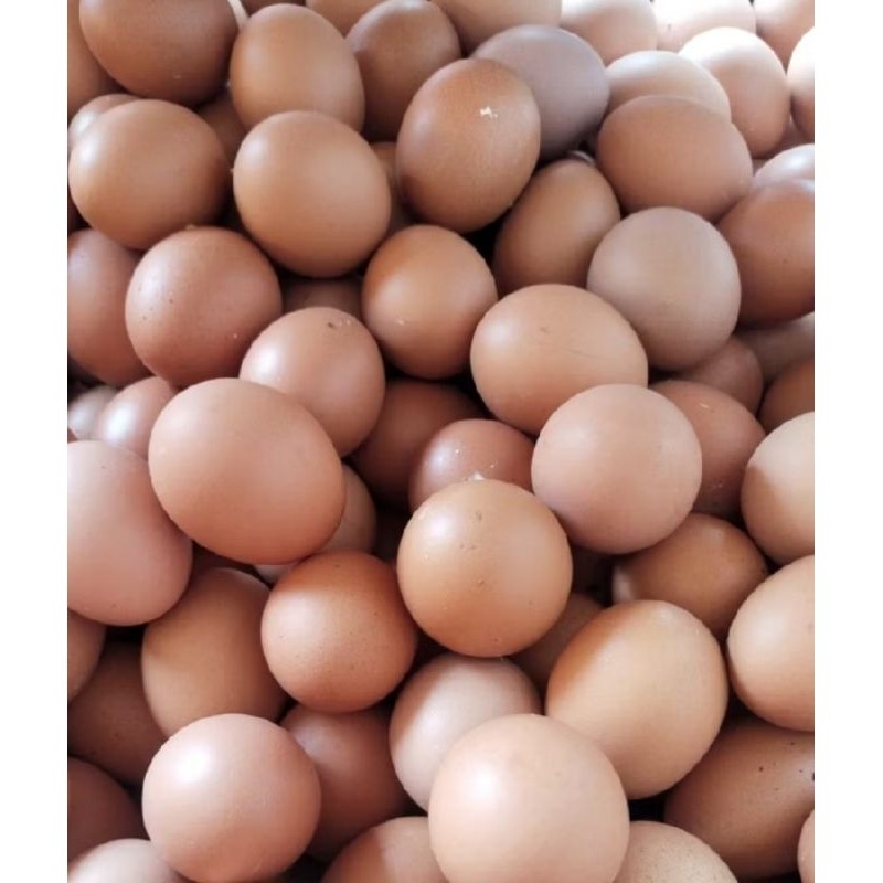 

Telur Ayam Negri