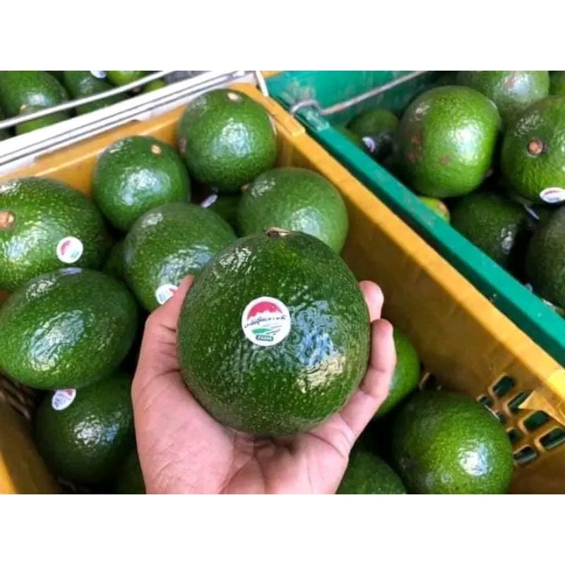 

Bibit alpukat bhooth 7 full media