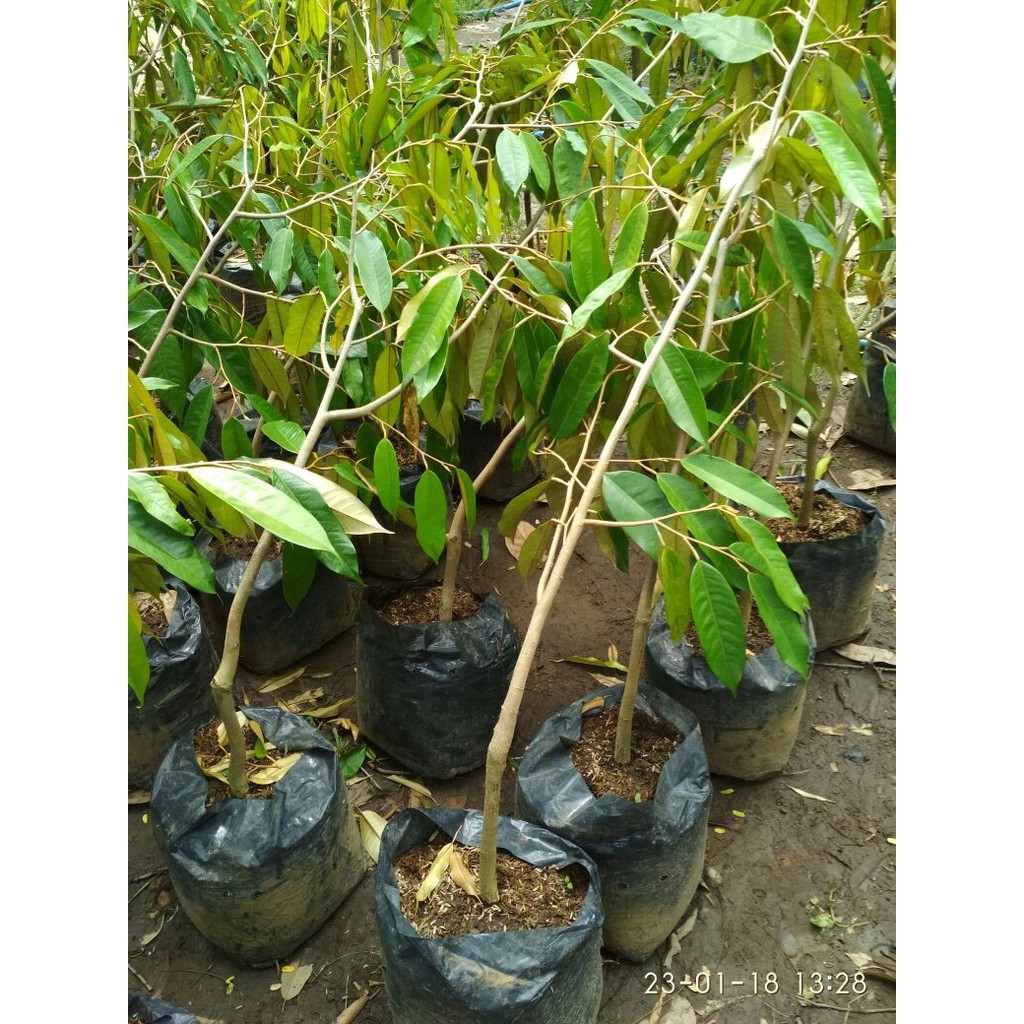 Bibit Durian Duri Hitam